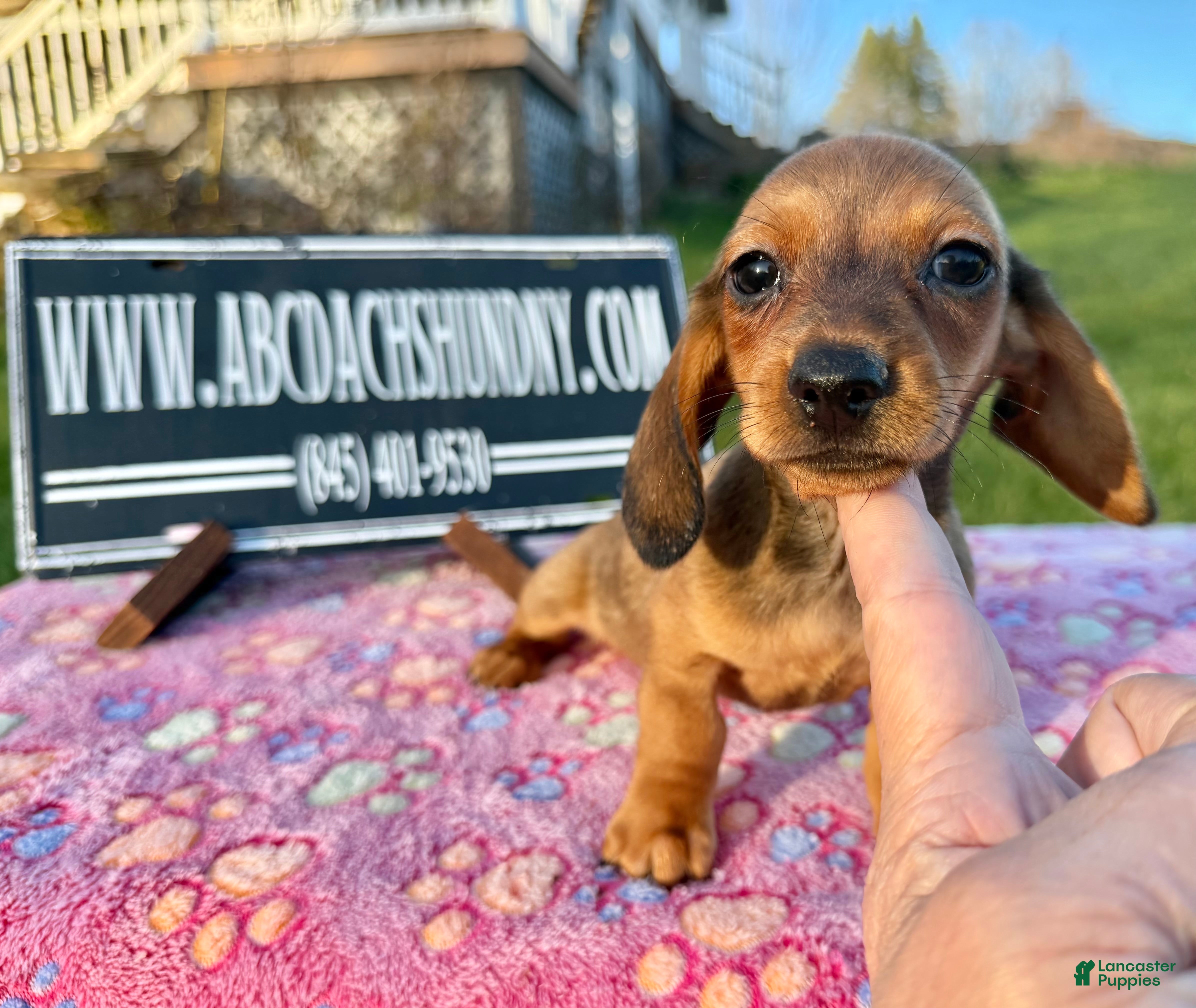 Miniature Dachshund dogs Miniature Dachshund Puppy 3 - Ad 8