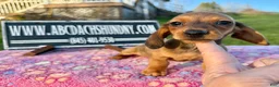 Miniature Dachshund dogs for sale: Miniature Dachshund Puppy 3 - Ad 2