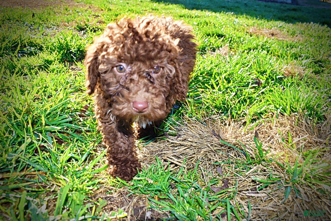 Havapoo dogs for sale: Scooby - Ad 5