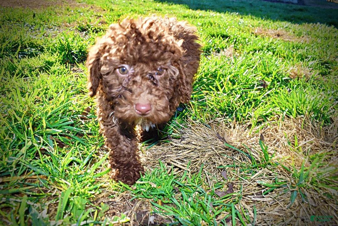 Havapoo dogs for sale: Sunny - Ad 35