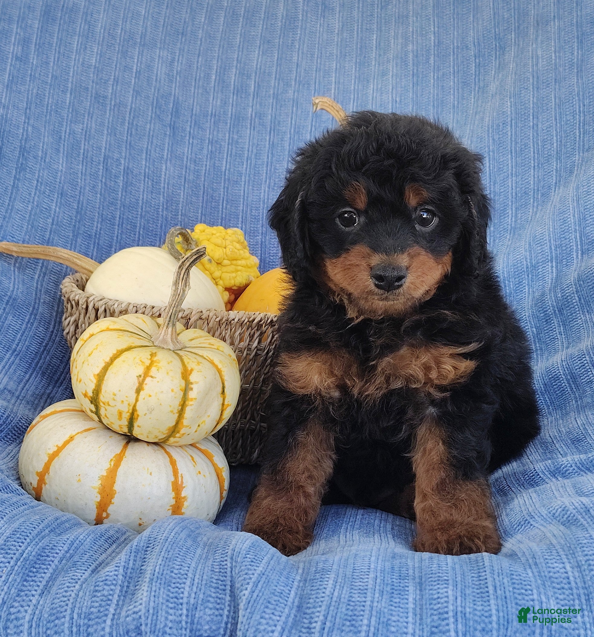 Mixed Breed dogs for sale: Smokey  - Ad 1