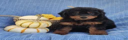 Mixed Breed dogs for sale: Smokey  - Ad 4