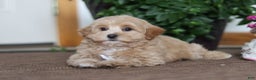 Maltipoo dogs for sale: Kenny - Ad 4