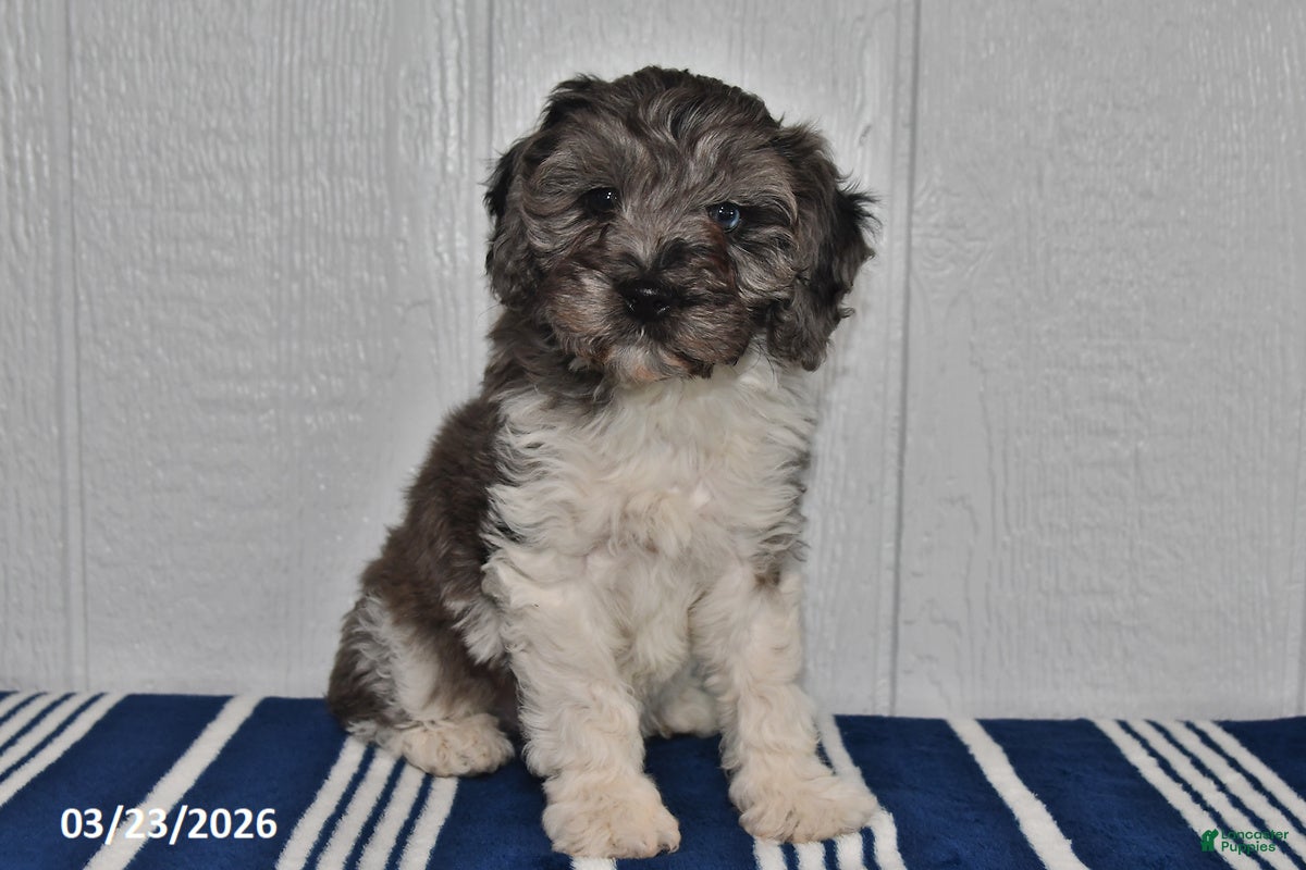 Cockapoo dogs Sally - Ad 2