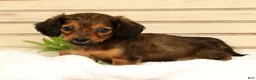 Miniature Dachshund dogs for sale: Teddy - Ad 8
