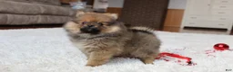 Pomeranian dogs for sale: Lyle - Ad 16