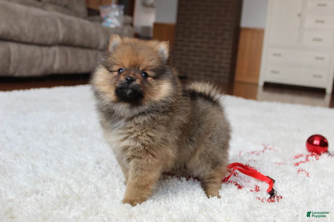 Pomeranian dogs for sale: Lyle - Ad 16