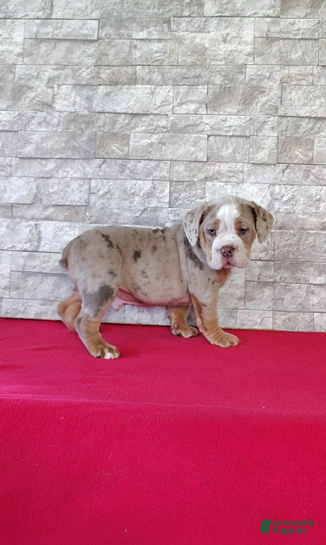 Beabull dogs for sale: Brady - Ad 2