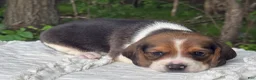 Beagle dogs for sale: Annie - Ad 2