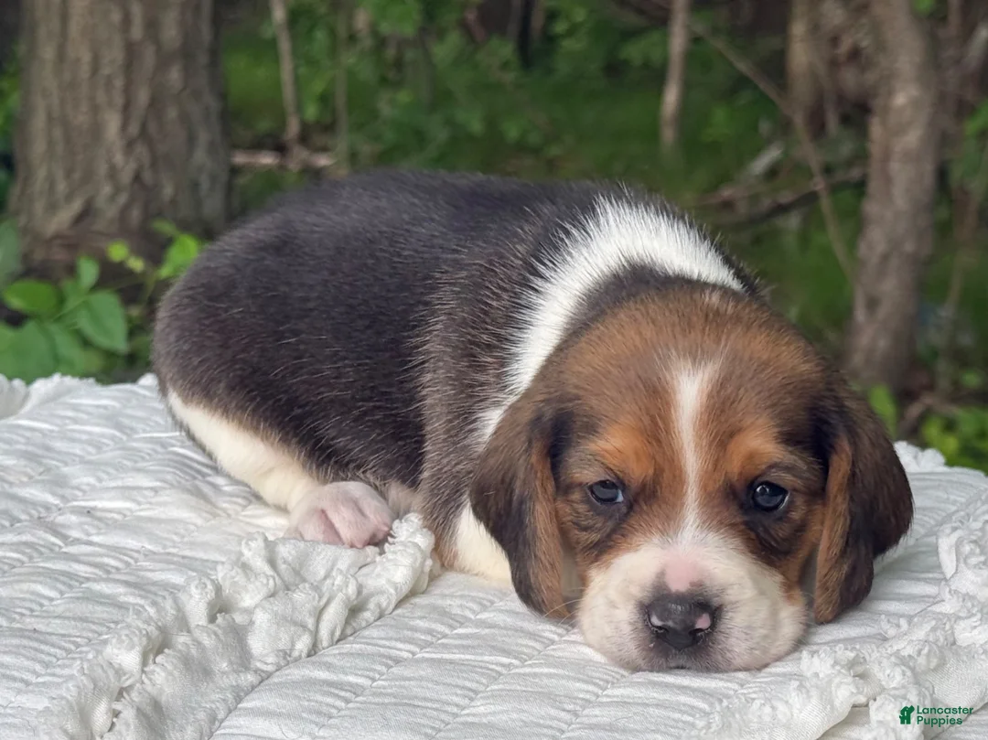 Beagle dogs for sale: Annie - Ad 2