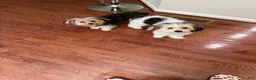 Morkie dogs for sale: Morkie Puppy 2 - Ad 4