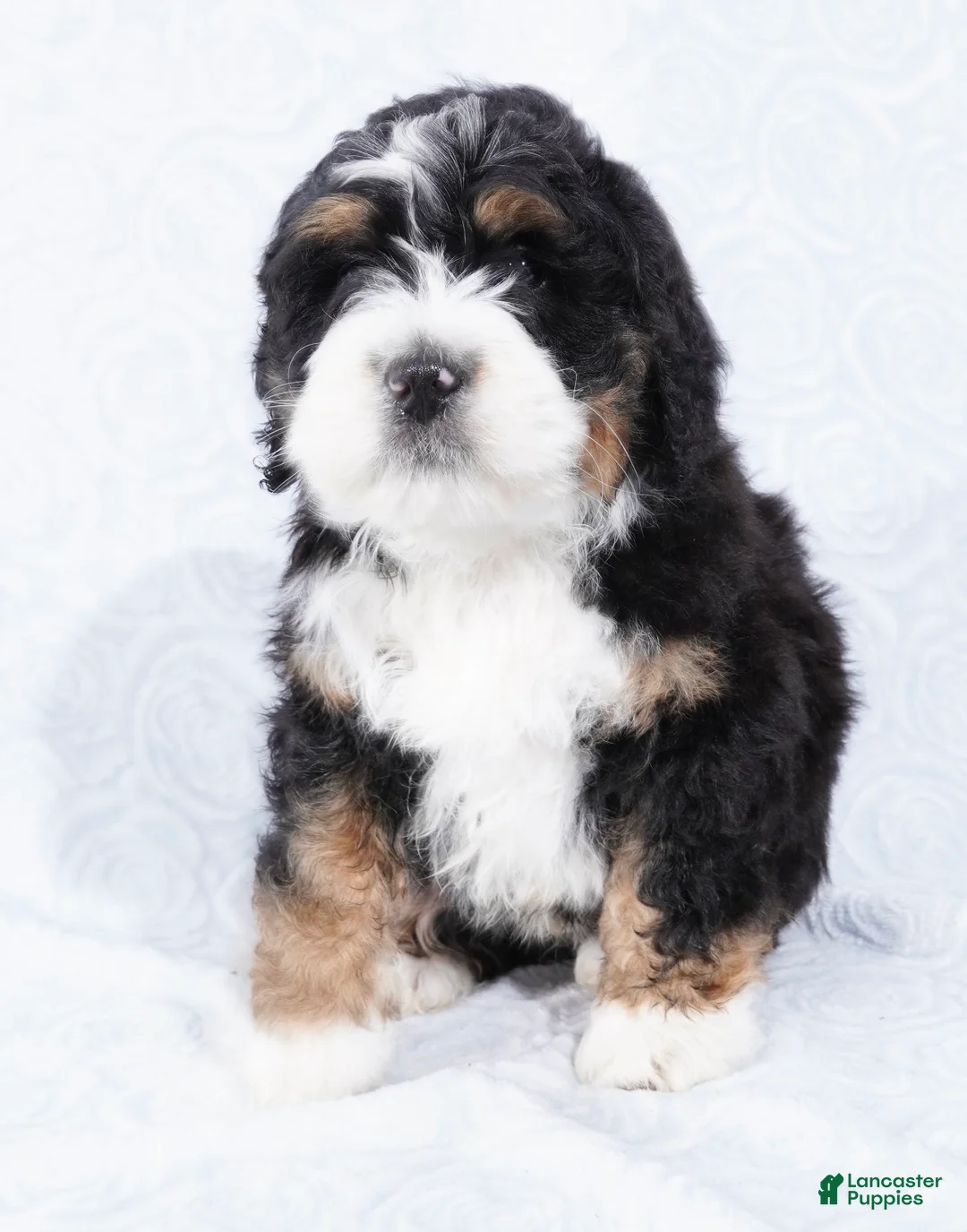 Mini Bernedoodle dogs for sale: Benji - Ad 6