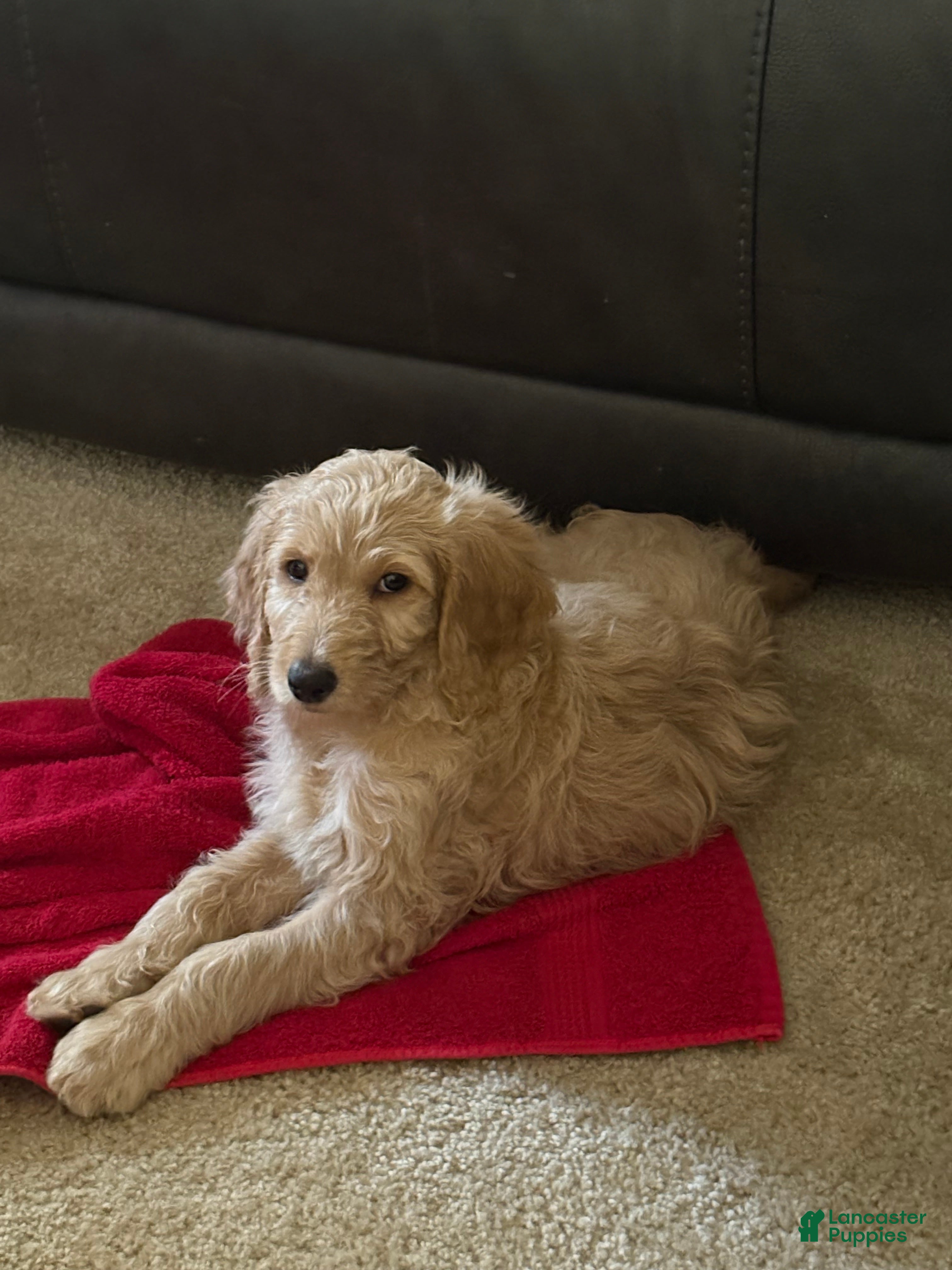 Goldendoodle dogs Goldendoodle light blue - Ad 2