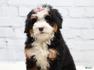 Mini Bernedoodle dogs Denver - Ad 7