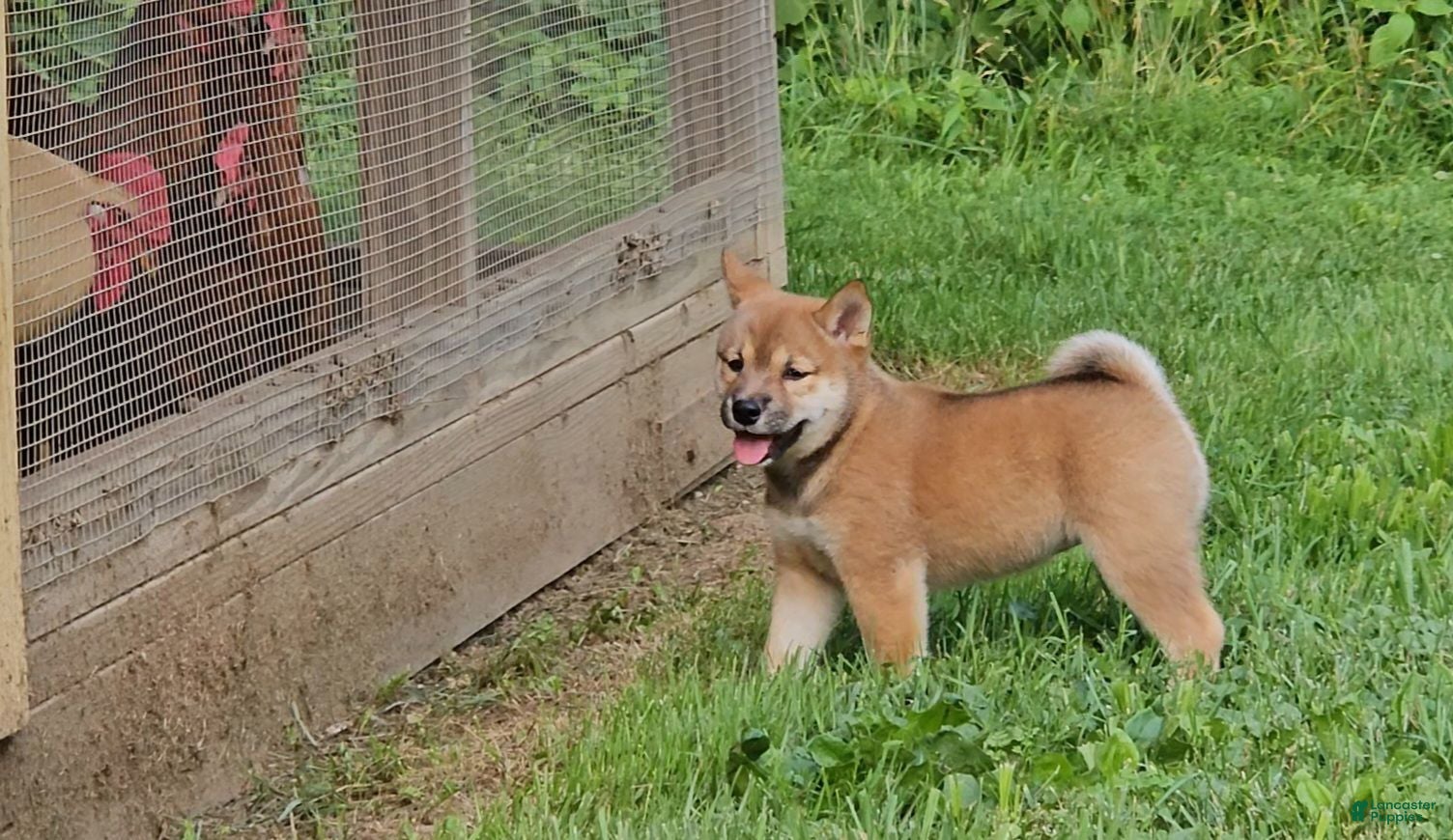 Shiba Inu dogs Ginger - Ad 1