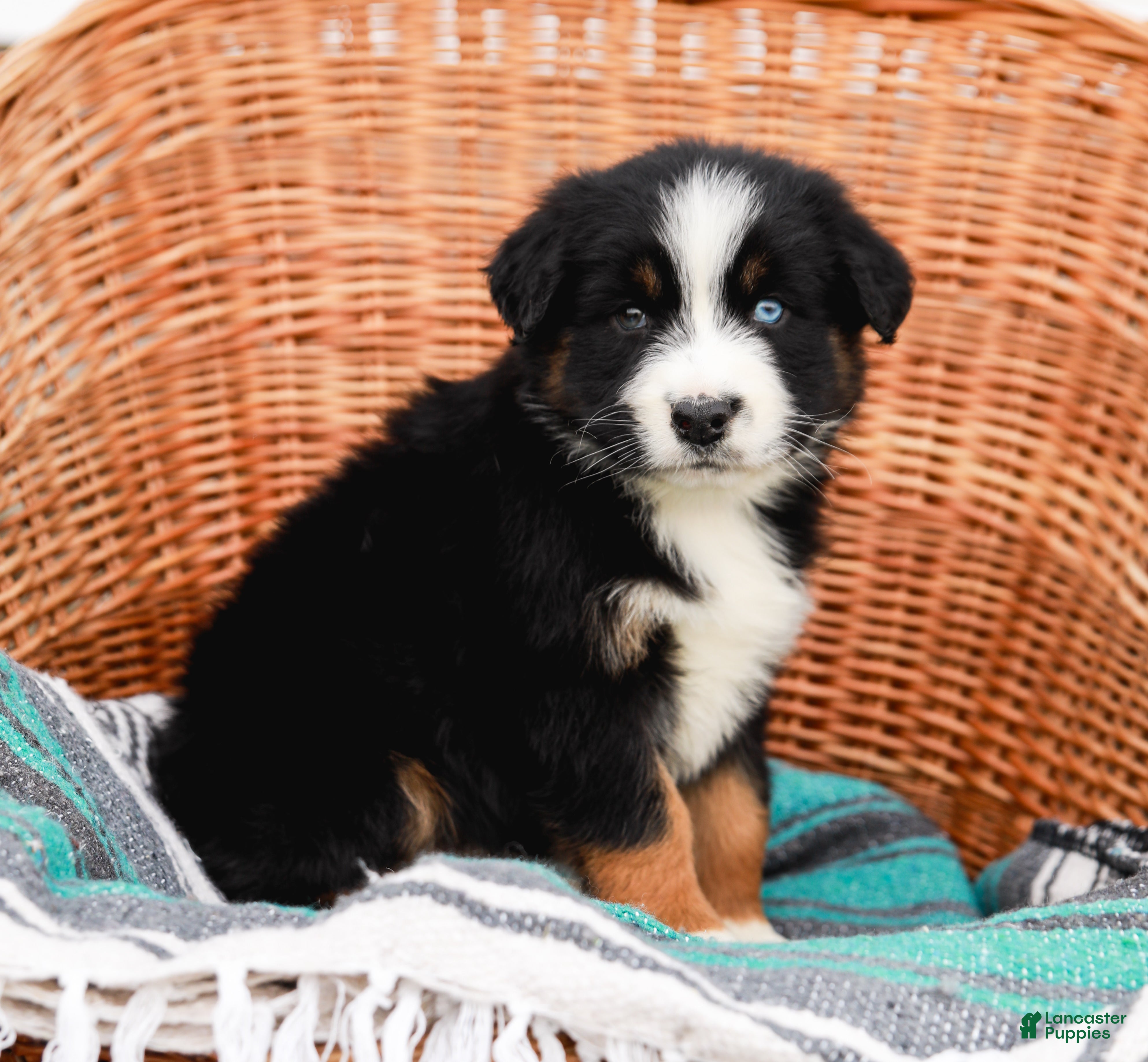 Australian Shepherd dogs Sandra - Ad 1