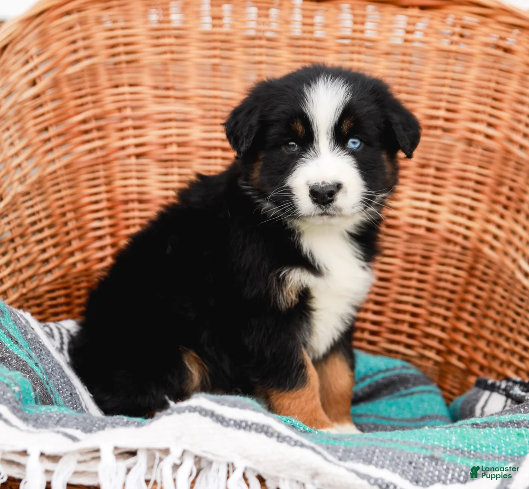 Australian Shepherd dogs for sale: Sandra - Ad 1