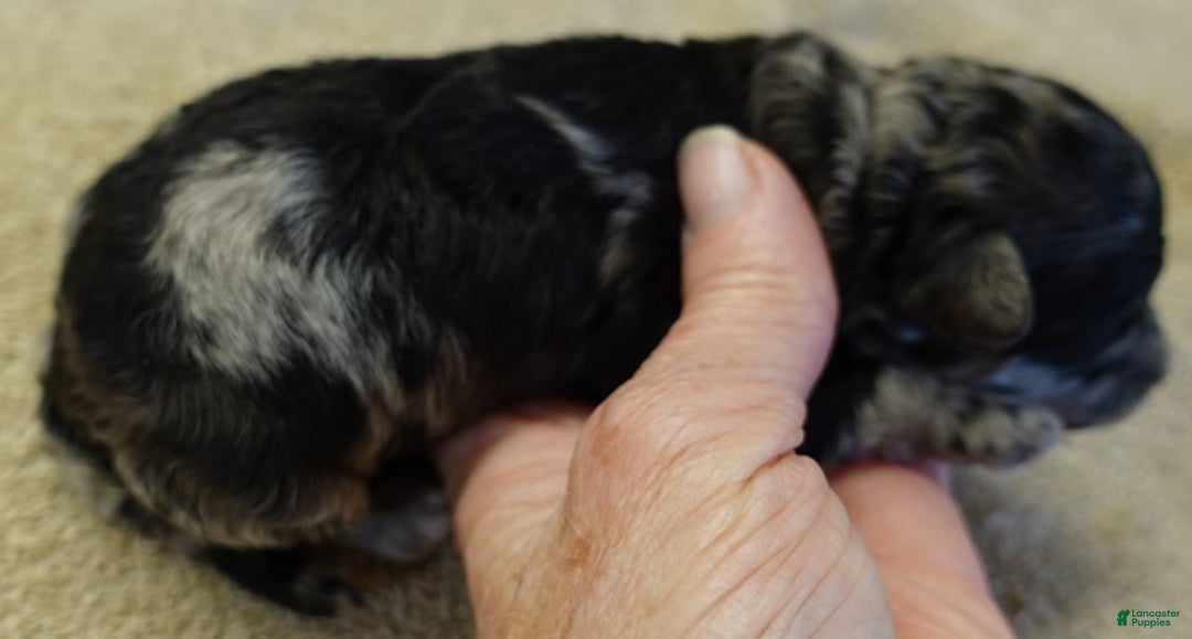 Toy Poodle dogs for sale: Nyx blue merle - Ad 8