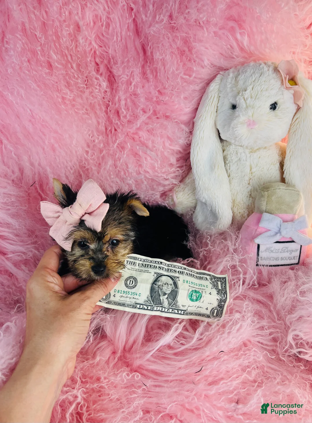 Yorkshire Terrier dogs for sale: Yorkshire Terrier 1 - Ad 1