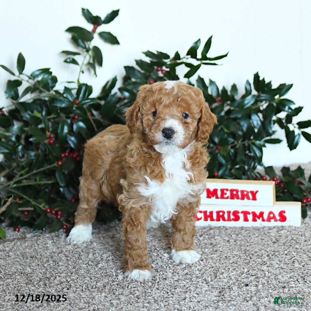 Mini Goldendoodle dogs for sale: King - Ad 2