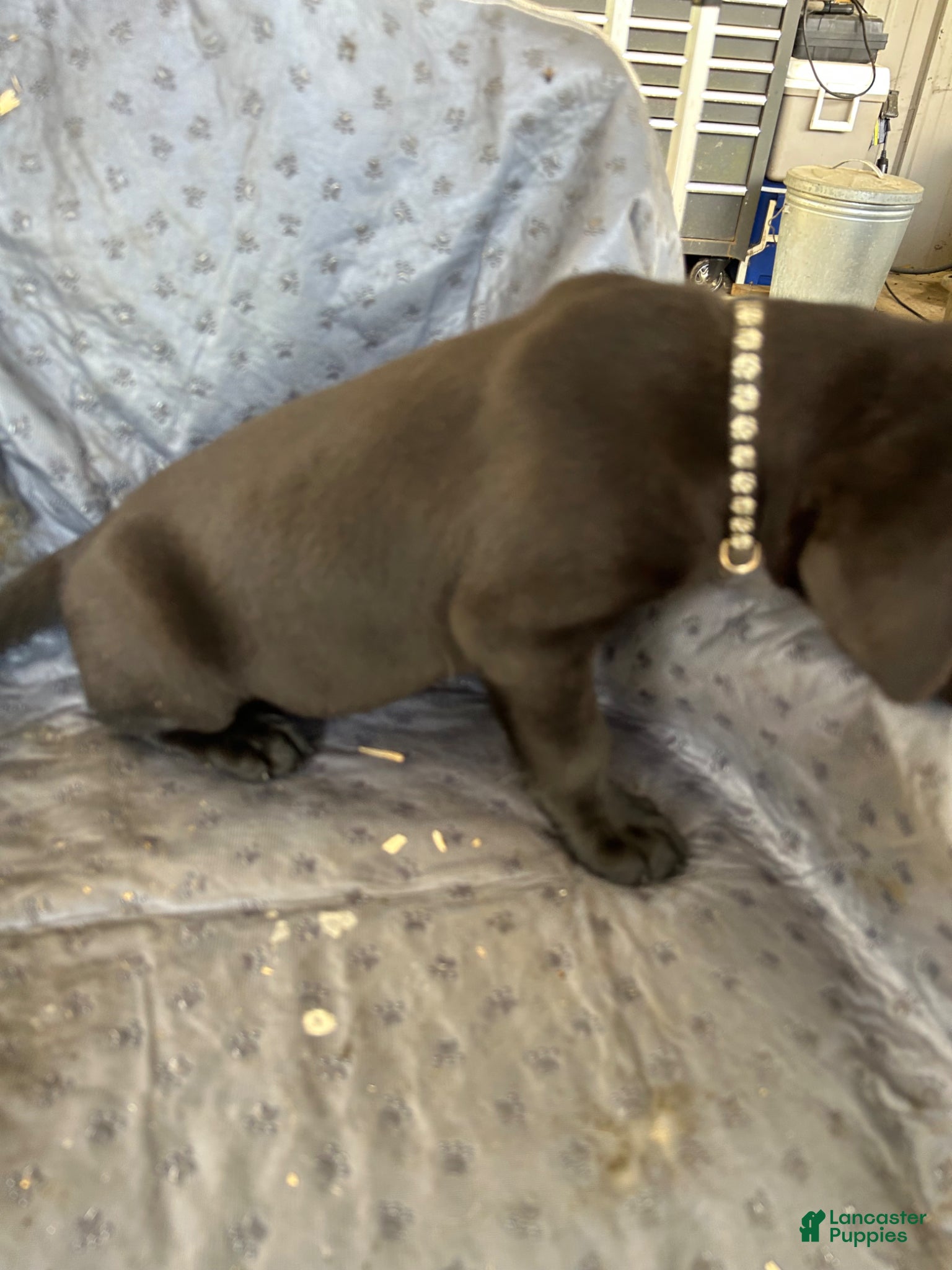 Labrador Retriever dogs Labrador Retriever Puppy 1 - Ad 1
