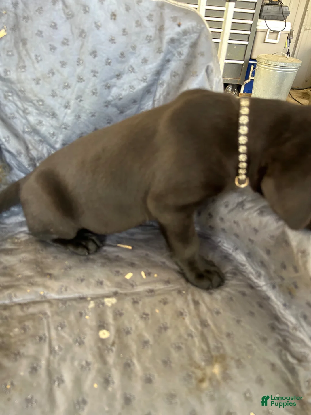 Labrador Retriever dogs for sale: Labrador Retriever Puppy 1 - Ad 1