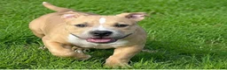 Mixed Breed dogs for sale: Tank - Ad 1