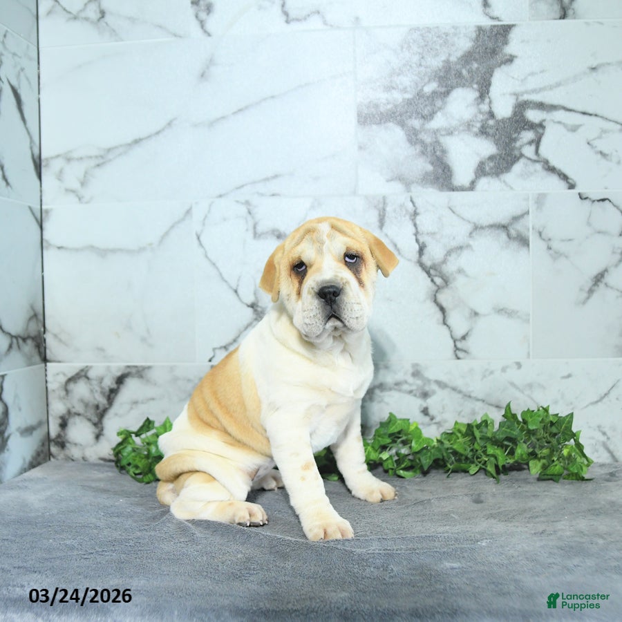 Mini Hippo dogs Jayla - Ad 2