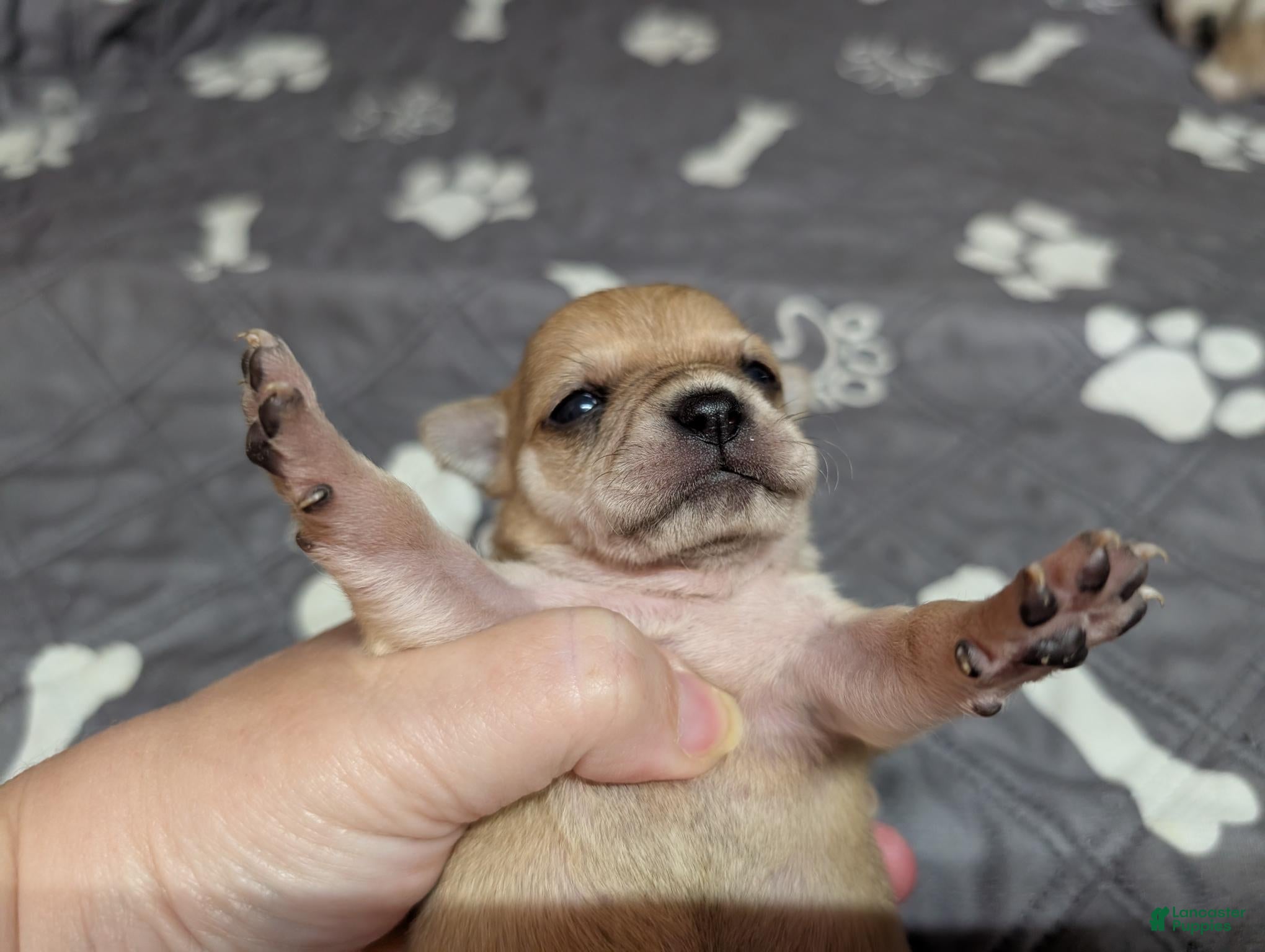 Chihuahua dogs Andrea - Ad 27