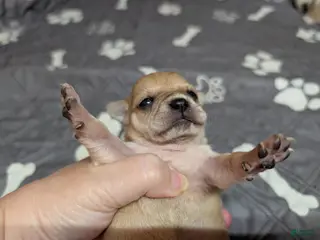 Chihuahua dogs Andrea - Ad 27