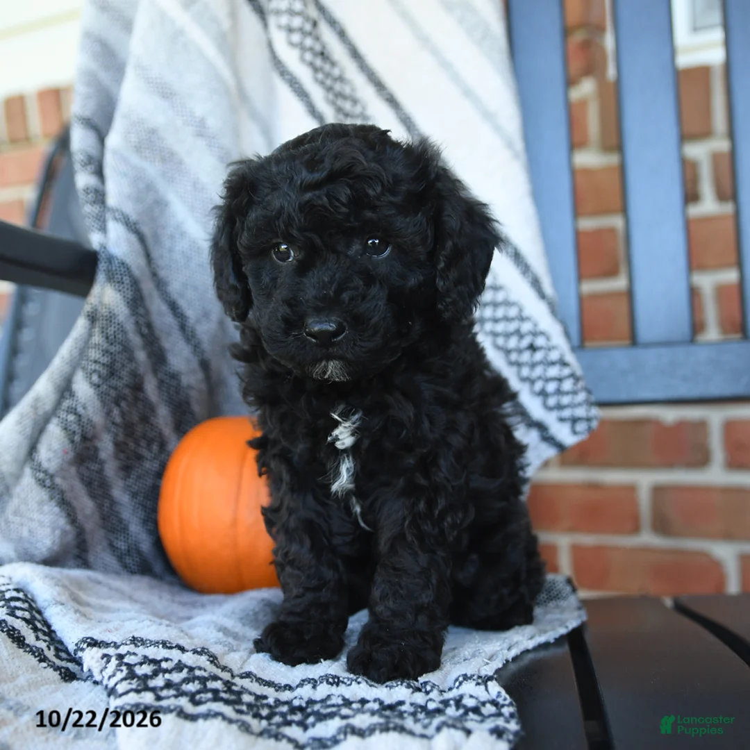 Cavapoo dogs for sale: Midnight - Ad 5
