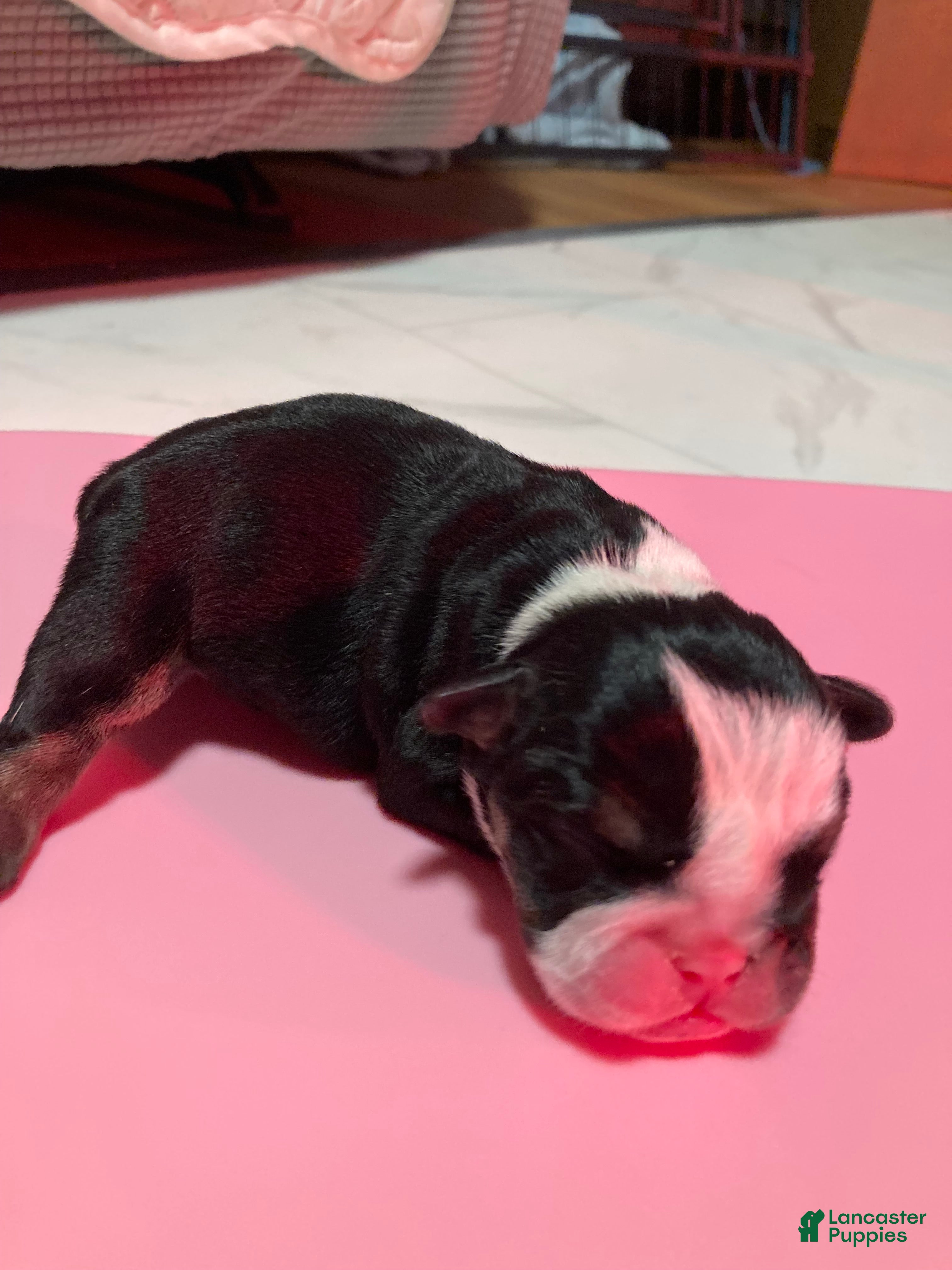 English Bulldog dogs Olaf - Ad 41