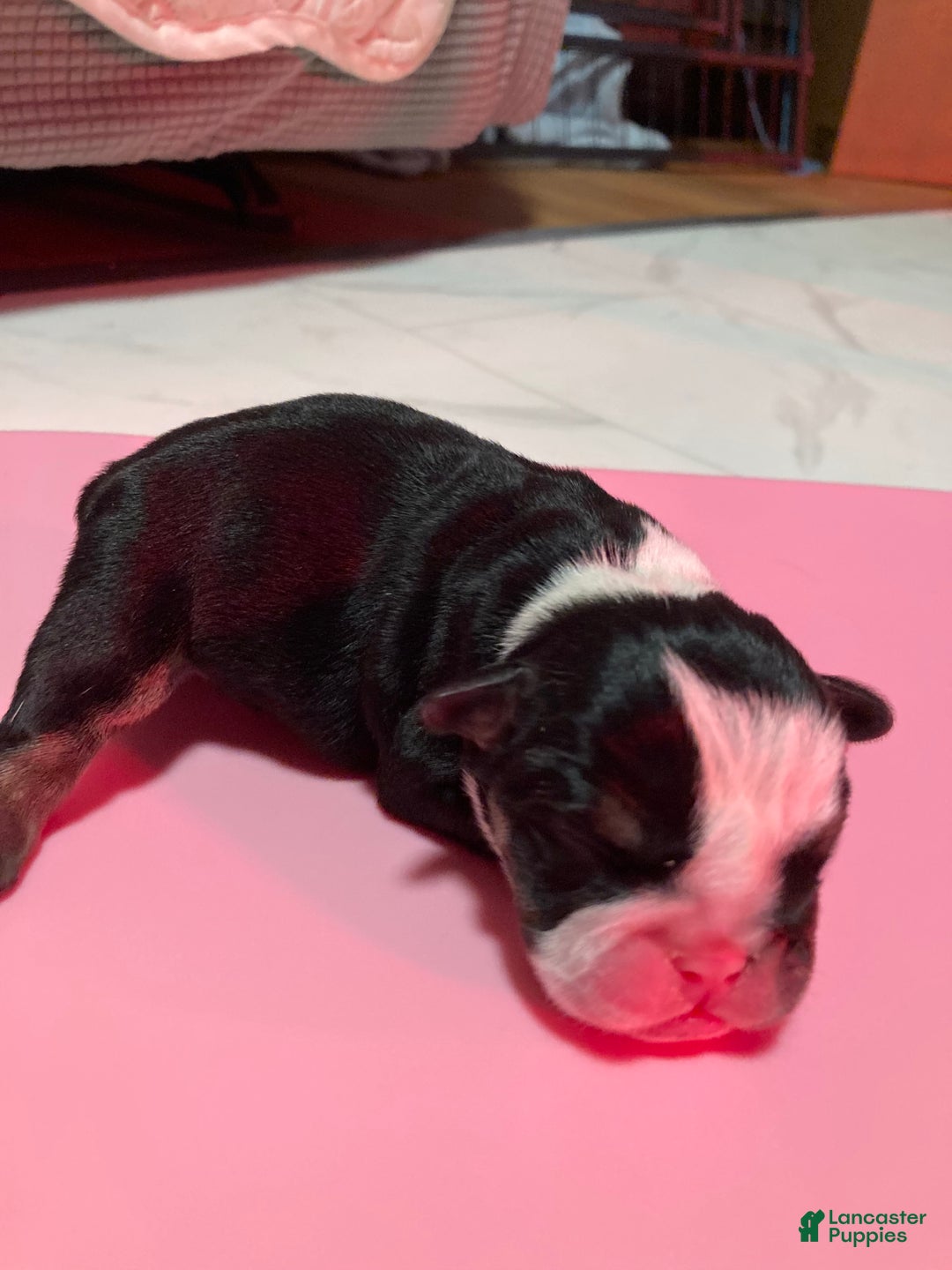 English Bulldog dogs for sale: Olaf - Ad 1