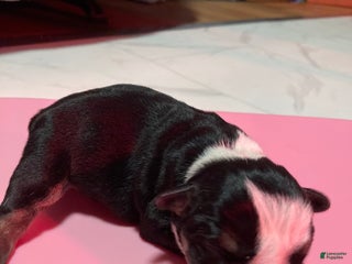 English Bulldog dogs Olaf - Ad 41