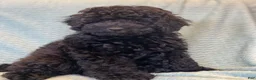 Miniature Poodle dogs for sale: Bjorn - Ad 3