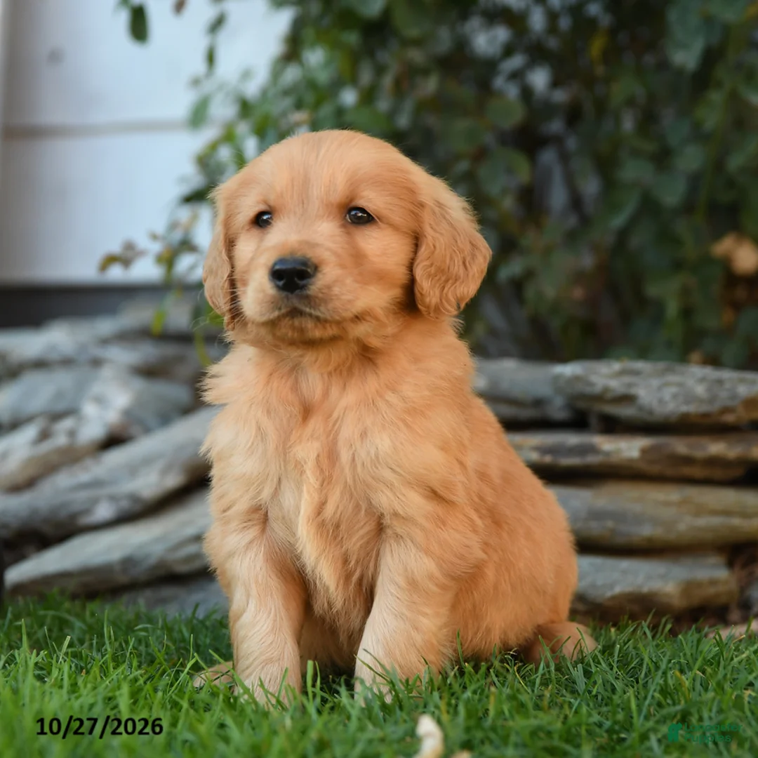 Golden Retriever dogs for sale: Banner - Ad 1