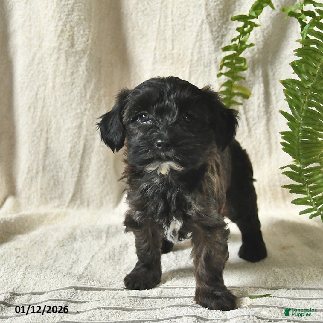 Mixed Breed dogs for sale: Willow  - Ad 3