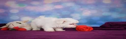 Maltese dogs for sale: Penny - Ad 1