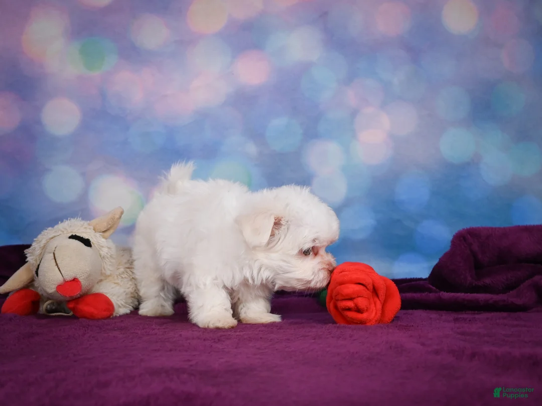 Maltese dogs for sale: Penny - Ad 1