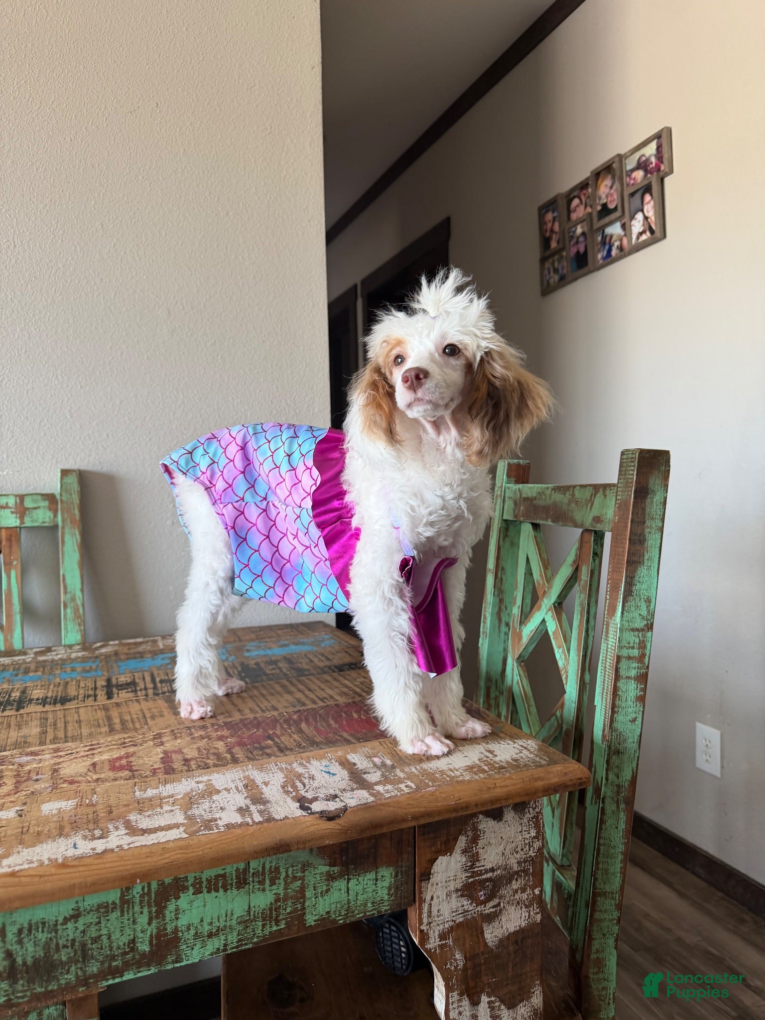 Miniature Poodle dogs Akc Clear 🧬 Tested Chocolate Phantom Parti Girl 🩷 - Ad 21