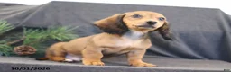 Miniature Dachshund dogs for sale: Virgil - Ad 2