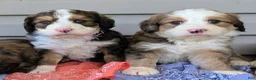 Bernedoodle dogs for sale: LUNA BELLE  - Ad 4