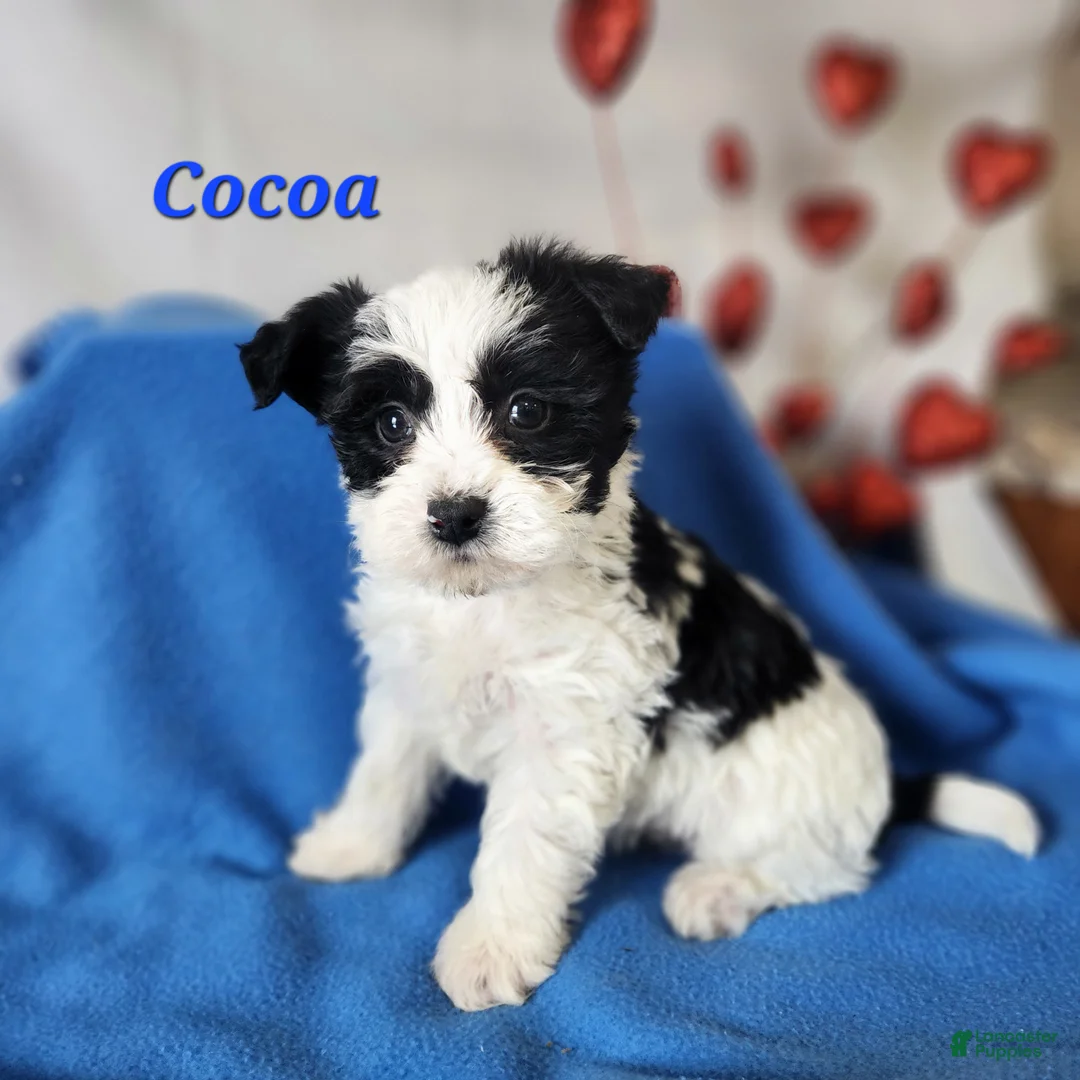 Yochon dogs for sale: Cocoa - Ad 2