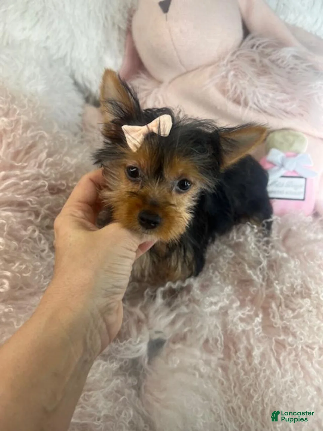 Yorkshire Terrier dogs for sale: Yorkshire Terrier Puppy Financing - Ad 2
