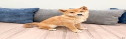 Shiba Inu dogs for sale: Molly - Ad 2