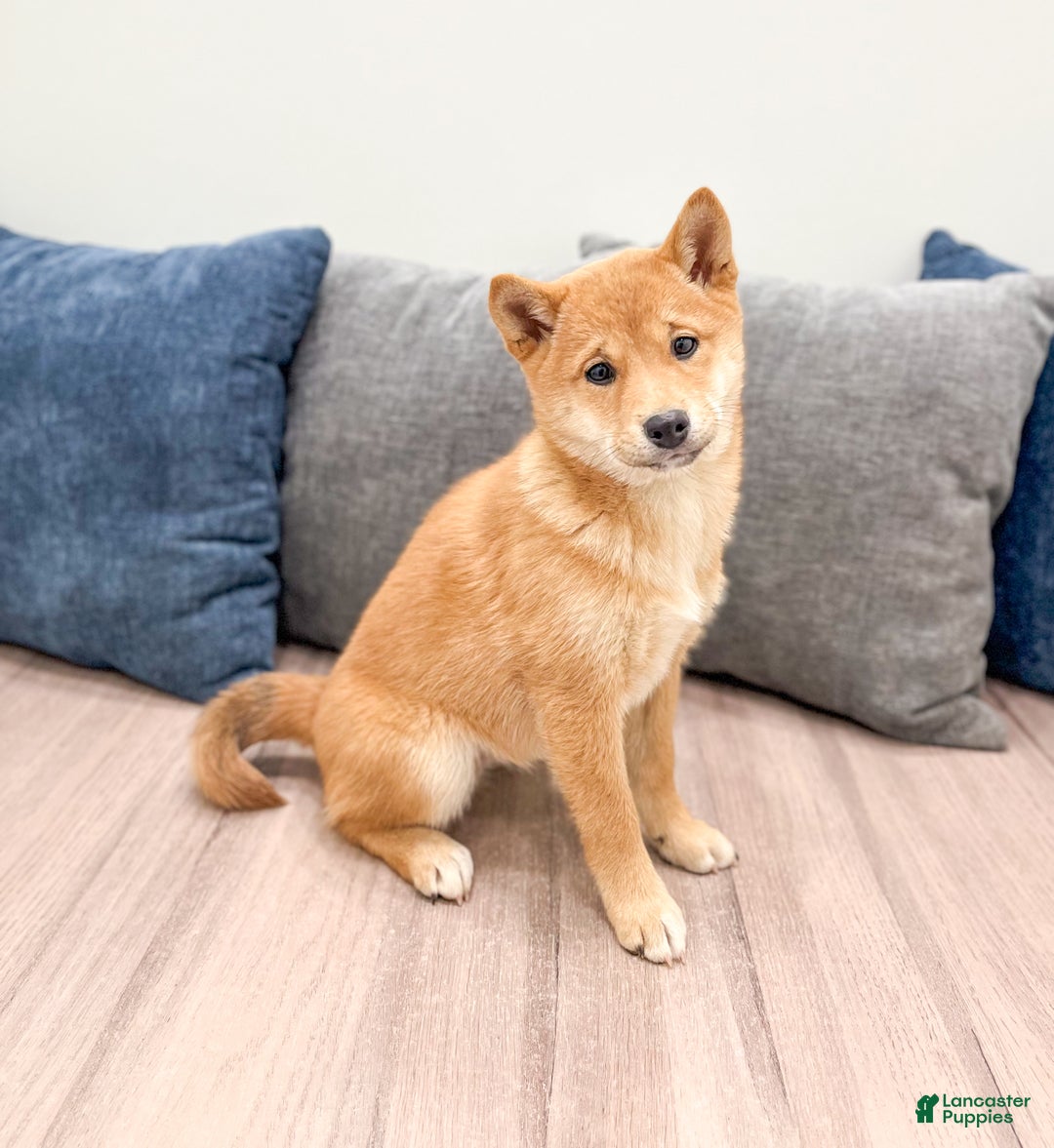 Shiba Inu dogs for sale: Molly - Ad 2