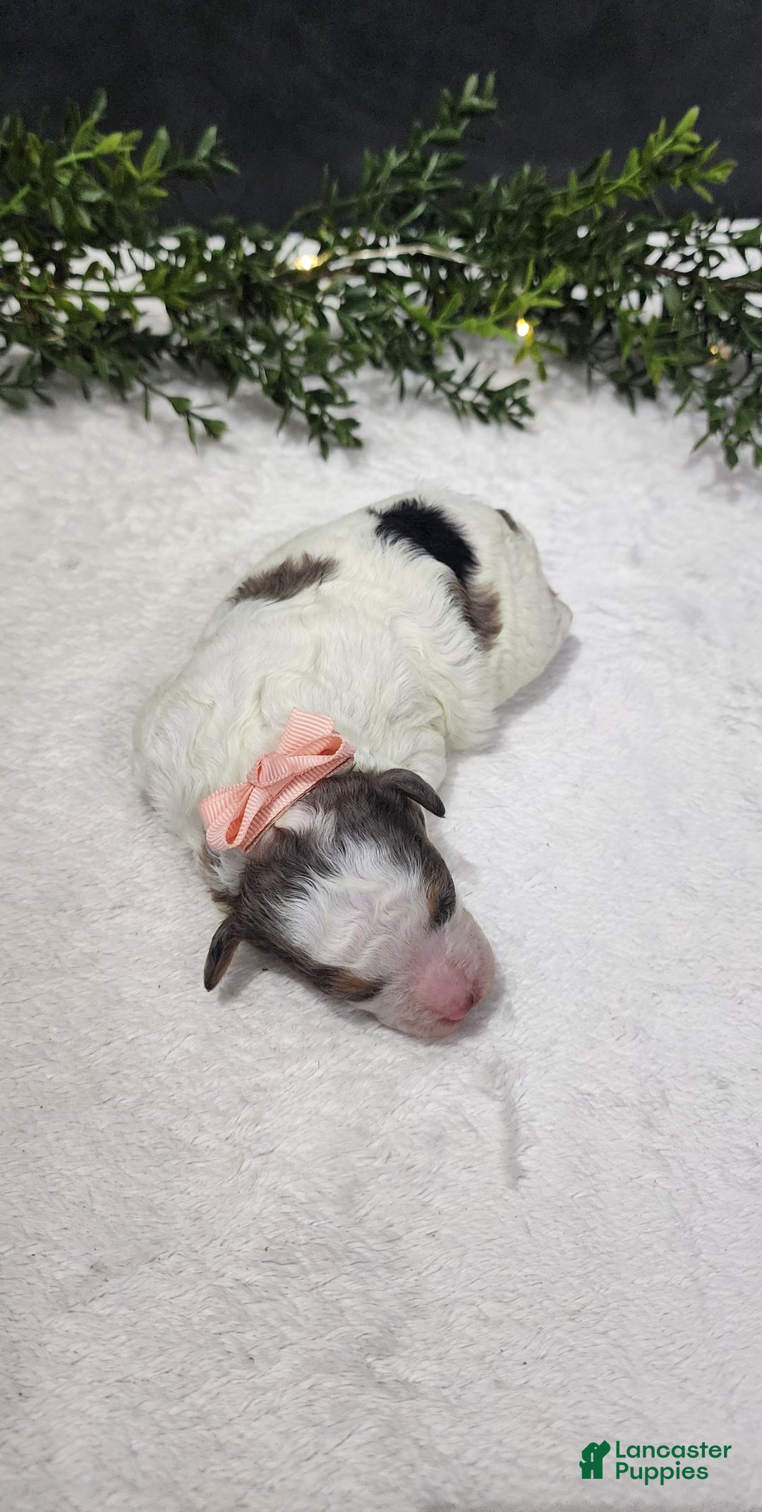 Miniature Poodle dogs for sale: Angel - Ad 2