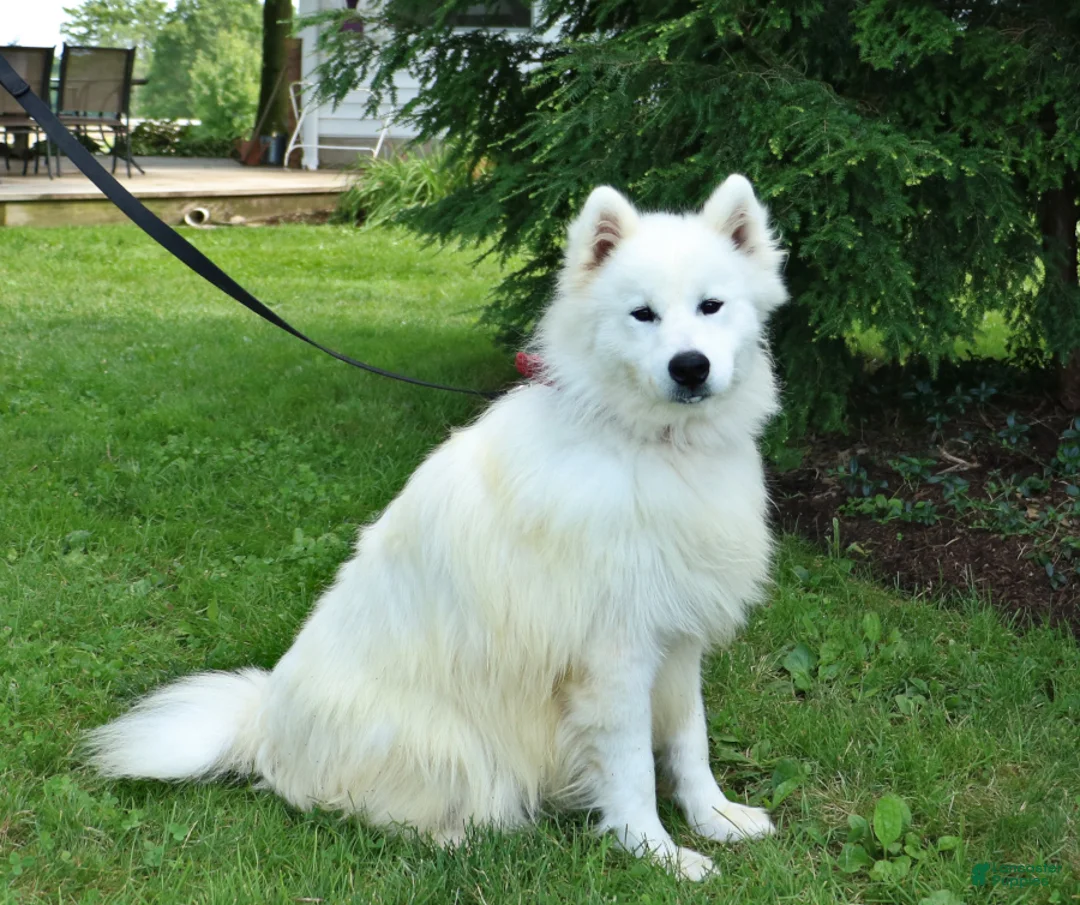 Samoyed dogs for sale: Rosie - Ad 6