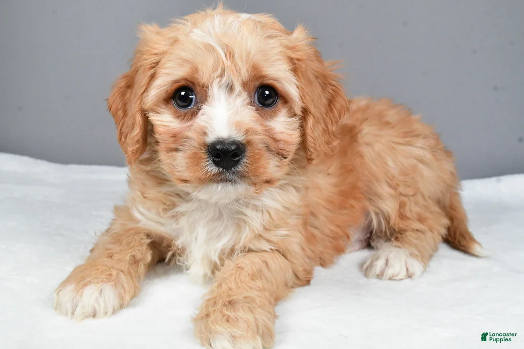 Cavachon dogs for sale: Rocky - Ad 2