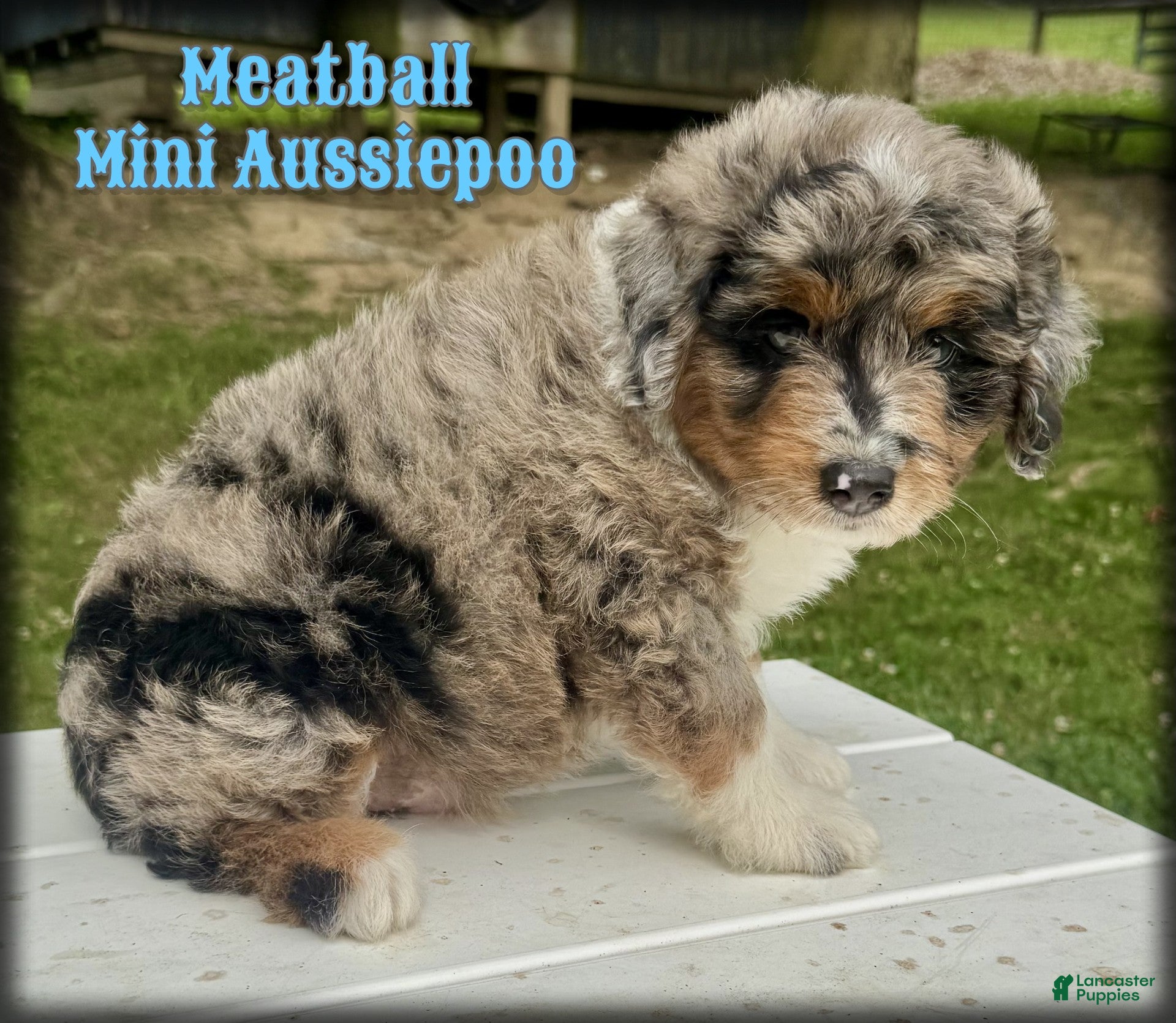 Mini Aussiedoodle dogs Meatball - Ad 1